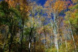Autumn Hues Mature Timber on Deep Blue tb1210bwr.jpg