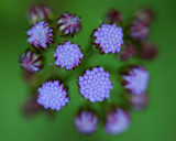 Cluster of Mist Flowers in Tight Striped Bud tb0910dcr.jpg