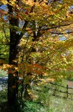 Sunny Fall Maples by Wooden Rail Fence v tb0909dfr.jpg