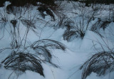 Snow Pack Bending Brush in Semi-Circles tb0111lcr.jpg