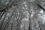 Skyward Frosty Timber on Gray Skies tb0211ksr.jpg