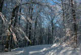Archway into Sunlit Appalachian Winter tb0211hcr.jpg