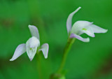 Pale Pink Three Birds Orchids Blooming in WV tb0712kax.jpg