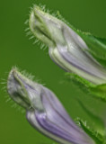 Close up Striped Purple Lobelia Buds v tb0812ndx.jpg