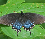 Black Swallowtail Alit on Sunlit Poplar Leaf tb0812nqr.jpg