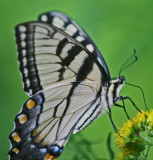 Tiger Swallowtail Browsing Goldenrod v tb0812pbr.jpg