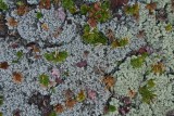 Reindeer Mosses with Ground Pine and Leaves tb0912tfr.jpg