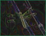 Dragon Fly on Sticks - Greenery CSk tb0704.jpg