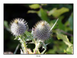 00162 thistle.jpg