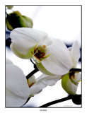 00205 orchid 2.jpg