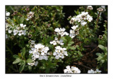 00083 iberis sempervens.jpg