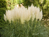CRW_1299. Grasses