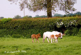 Fella Bella & foals.jpg