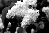 Lilac mono.jpg
