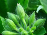 Pelargonium bud.jpg