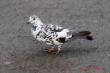 Posh pigeon.jpg