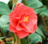 Camellia Mary Williams.jpg