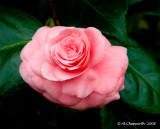 Camellia Wilamina.jpg