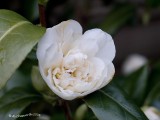 Outdoor Camellia.jpg