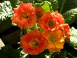 Primula, frilly.jpg