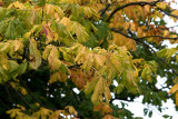Autumn leaves.jpg