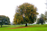Autumn tree.jpg