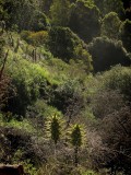 Quebrada de Córdoba