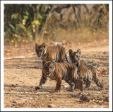 A Trio of Tiger Cubs, India.