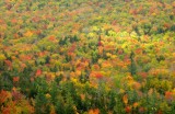 The Foliage in Vermont