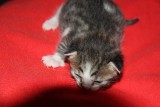 New kittens1.jpg