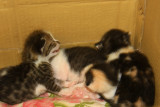 New kittens2.jpg