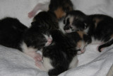 New kittens3.jpg