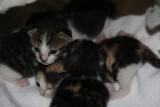 New kittens4.jpg