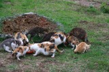 the outsider cats not by humans but by the elderly male cats.jpg