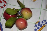 apples from the tree.jpg