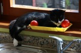 kk loves like every cat warm places.jpg