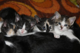 from right to left Osman ceva memis naz.jpg