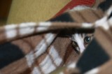 hiding cat.jpg