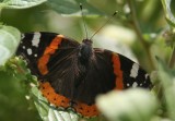 Butterfly 059.jpg