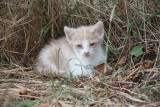 Another little kitten Sabah(morning)