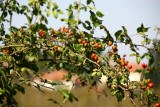 Rosa canina Kusburnu1.jpg