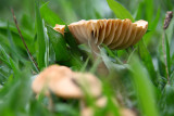 Mushroom1.jpg