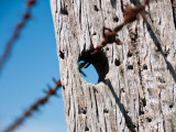 Fencepost