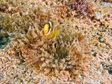 Anemonefish