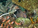 Two moray eels