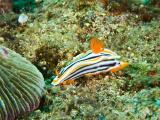 Nudibranch