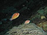 Pink anemonefish in the current