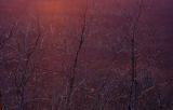 2006.05.12 Late light on the wetlands