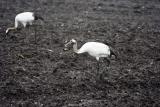 Farmyard cranes