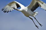 Crane flying over
